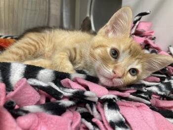 GOLDFISH -  Domestic Short Hair Cat for Adoption in Tustin, California - GOLDFISH | PetCurious
