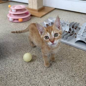 Dolly Purrton -  Domestic Short Hair Cat for Adoption in Gloucester, Virginia - Dolly Purrton | PetCurious