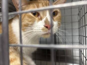 Domestic Short Hair Cats Available for Adoption in Las Vegas, Nevada - CHARLIE CHARLESTON | PetCurious