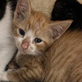 Torb -  Domestic Short Hair Cat for Adoption in Philadelphia, Pennsylvania - Torb | PetCurious