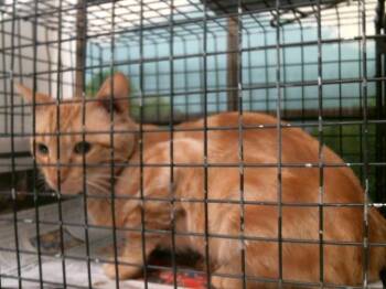 A2081787 -  Domestic Short Hair Cat for Adoption in Houston, Texas - A2081787 | PetCurious