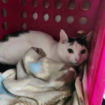 Domestic Short Hair Cats Available for Adoption in Brockton, Massachusetts - Mushy | PetCurious