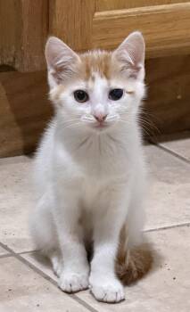 Whitaker -  Domestic Short Hair Cat for Adoption in East Hanover, New Jersey - Whitaker | PetCurious