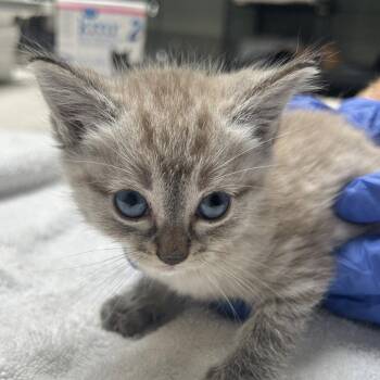 Domestic Short Hair Cats Available for Adoption in Dallas, Texas - Rickon | PetCurious