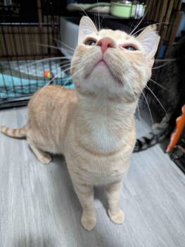 Domestic Short Hair Cats Available for Adoption - Persimmon | PetCurious