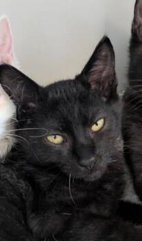 Dingo -  Domestic Short Hair Cat for Adoption in Eureka, California - Dingo | PetCurious