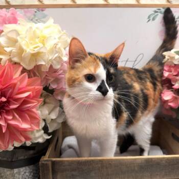 American Shorthair Cats Available for Adoption - Mimi | PetCurious