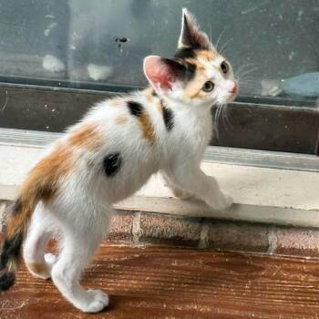 Buttercup -  Domestic Short Hair Cat for Adoption in Greensboro, North Carolina - Buttercup | PetCurious