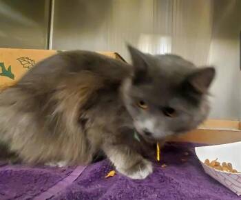 TURIN -  Domestic Long Hair Cat for Adoption in St. Louis, Missouri - TURIN | PetCurious