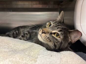 Rescue Domestic Short Hair Cats for Adoption in Everett, Washington - Huck | PetCurious