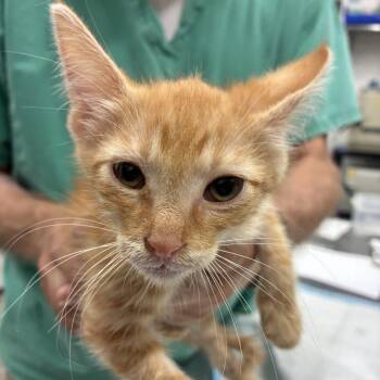 Tang -  Domestic Short Hair Cat for Adoption in Folsom, Louisiana - Tang | PetCurious