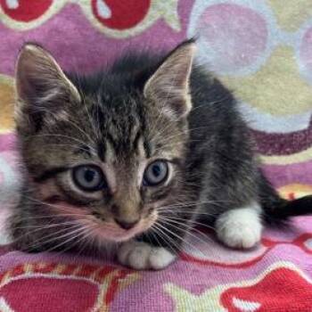Taco -  Domestic Short Hair Cat for Adoption in Wappingers Falls, New York - Taco | PetCurious
