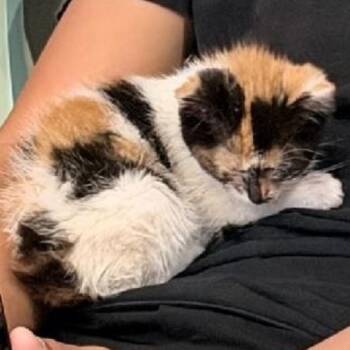 Domestic Short Hair Cats Available for Adoption in Redwood Falls, Minnesota - Felicity | PetCurious