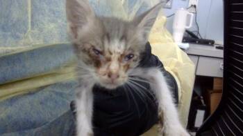 JUANA -  Domestic Medium Hair Cat for Adoption in Dallas, Texas - JUANA | PetCurious