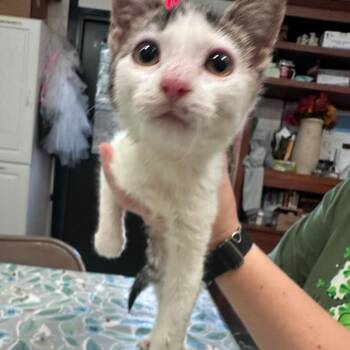 Domestic Short Hair Cats Available for Adoption in Leander, Texas - Maeve | PetCurious