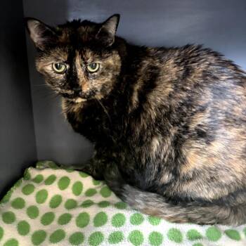 Sofia -  Domestic Short Hair Cat for Adoption in Dekalb, Illinois - Sofia | PetCurious
