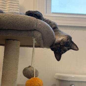 Nebula -  American Shorthair Cat for Adoption in Highland Park, New Jersey - Nebula | PetCurious
