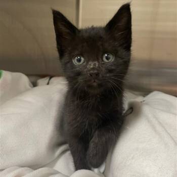 Apollo -  Domestic Short Hair Cat for Adoption in Prince Frederick, Maryland - Apollo | PetCurious