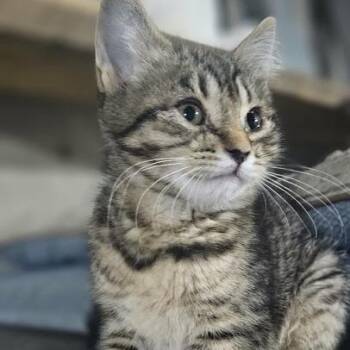 Domestic Short Hair Cats Available for Adoption in Sioux Falls, South Dakota - Ramona | PetCurious