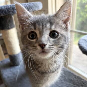 Domestic Short Hair Cats Available for Adoption in Knoxville, Tennessee - Ashley | PetCurious