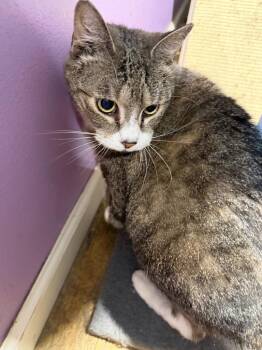Tulip -  Domestic Short Hair Cat for Adoption in Cambridge, Maryland - Tulip | PetCurious