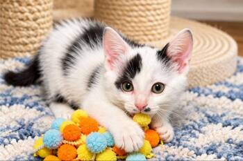 Ranger -  Domestic Short Hair Cat for Adoption in Knoxville, Tennessee - Ranger | PetCurious