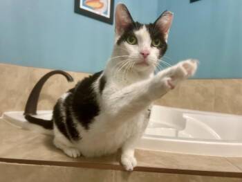 Jersey Girl -  Domestic Short Hair Cat for Adoption in Brantford, Ontario - Jersey Girl | PetCurious