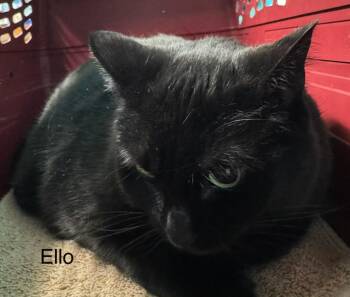 Exotic Shorthair Cats Available for Adoption - Ello | PetCurious