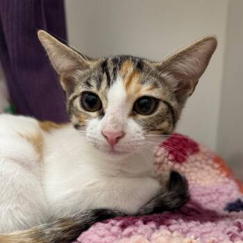 Snowball -  Domestic Short Hair Cat for Adoption in Phoenix, Arizona - Snowball | PetCurious