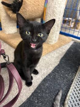 Apostrophe -  Domestic Short Hair Cat for Adoption in Grand Rapids, Michigan - Apostrophe | PetCurious