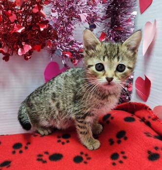 Domestic Short Hair Cats Available for Adoption - Carrie | PetCurious