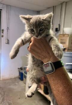 Lola -  Domestic Short Hair Cat for Adoption in Rossville, Georgia - Lola | PetCurious