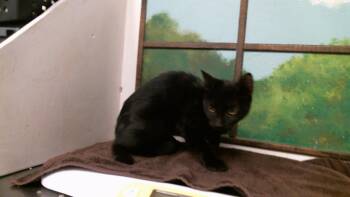 BEA -  Domestic Short Hair Cat for Adoption in Houston, Texas - BEA | PetCurious