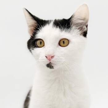 Turkish Van and Tuxedo Cats Available for Adoption - Jason Will Make U Jump With Joy!  Happiest Baby Ever! | PetCurious