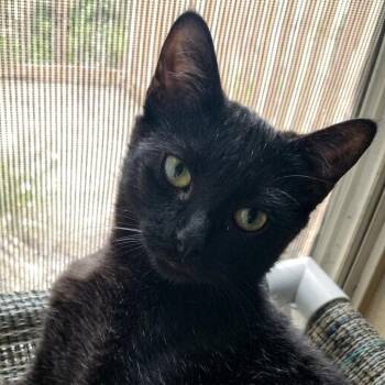Devin -  Domestic Short Hair Cat for Adoption in Austin, Texas - Devin | PetCurious