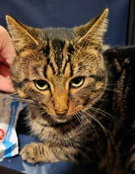 Tabby and Domestic Short Hair Cats Available for Adoption - Nobody | PetCurious