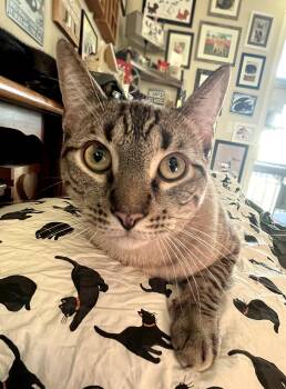 Sable -  Domestic Short Hair Cat for Adoption in City Of Industry, California - Sable | PetCurious