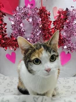 Domestic Short Hair Cats Available for Adoption - Athena | PetCurious