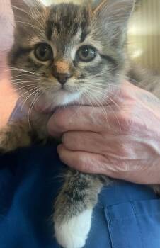 Rescue Domestic Medium Hair Cats for Adoption in Milpitas, California - Violet | PetCurious