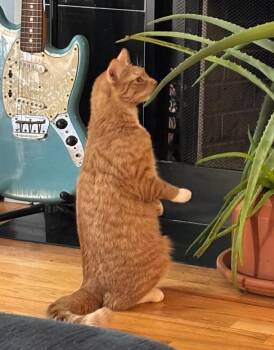Cheesecake -  Domestic Short Hair Cat for Adoption in Chicago, Illinois - Cheesecake | PetCurious