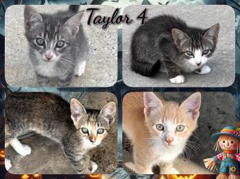 Rescue Domestic Short Hair Cats for Adoption in Corinth, New York - Taylor 4 | PetCurious