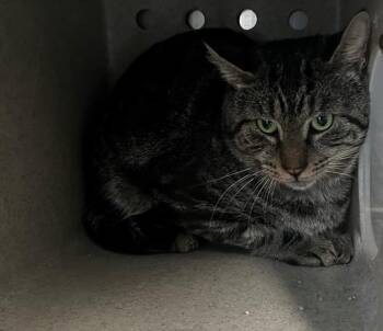 Rescue Domestic Short Hair Cats for Adoption in Salisbury, North Carolina - TAILEE | PetCurious