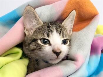 Domestic Short Hair Cats Available for Adoption - EDDIE | PetCurious