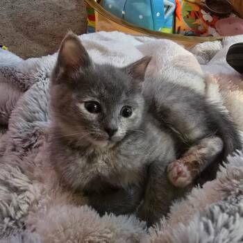 Confetti -  Domestic Short Hair Cat for Adoption in Goshen, Indiana - Confetti | PetCurious