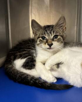 Dragon Egg (with Willow) -  Domestic Short Hair Cat for Adoption in Richmond, Virginia - Dragon Egg (with Willow) | PetCurious
