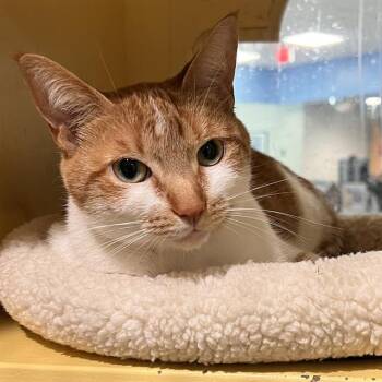 LUNA -  Domestic Short Hair Cat Available for Adoption in Methuen, Massachusetts - LUNA | PetCurious