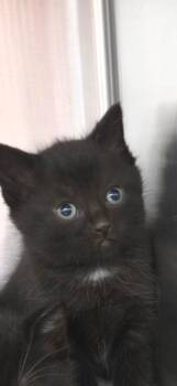 Hazel -  Domestic Short Hair Cat for Adoption in Oxford, North Carolina - Hazel | PetCurious