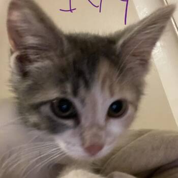 Ivy -  Domestic Short Hair Cat for Adoption in Bel Air, Maryland - Ivy | PetCurious