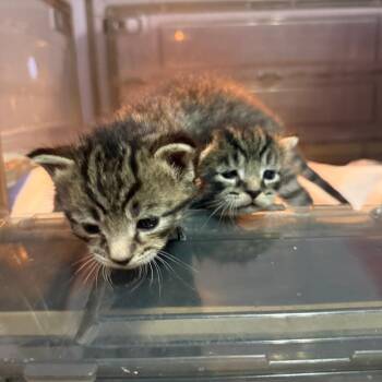 Kale Bowers -  Domestic Short Hair Cat for Adoption in Woodstock, Virginia - Kale Bowers | PetCurious