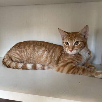 Sunkist -  Domestic Short Hair Cat for Adoption in Roanoke, Virginia - Sunkist | PetCurious